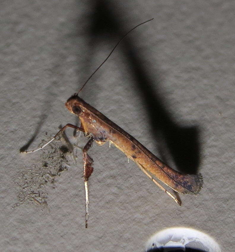 Sivun Caloptilia sassafrasella (Chambers 1876) kuva