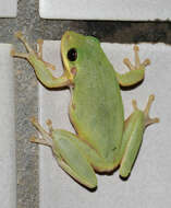 Image of American Green Treefrog