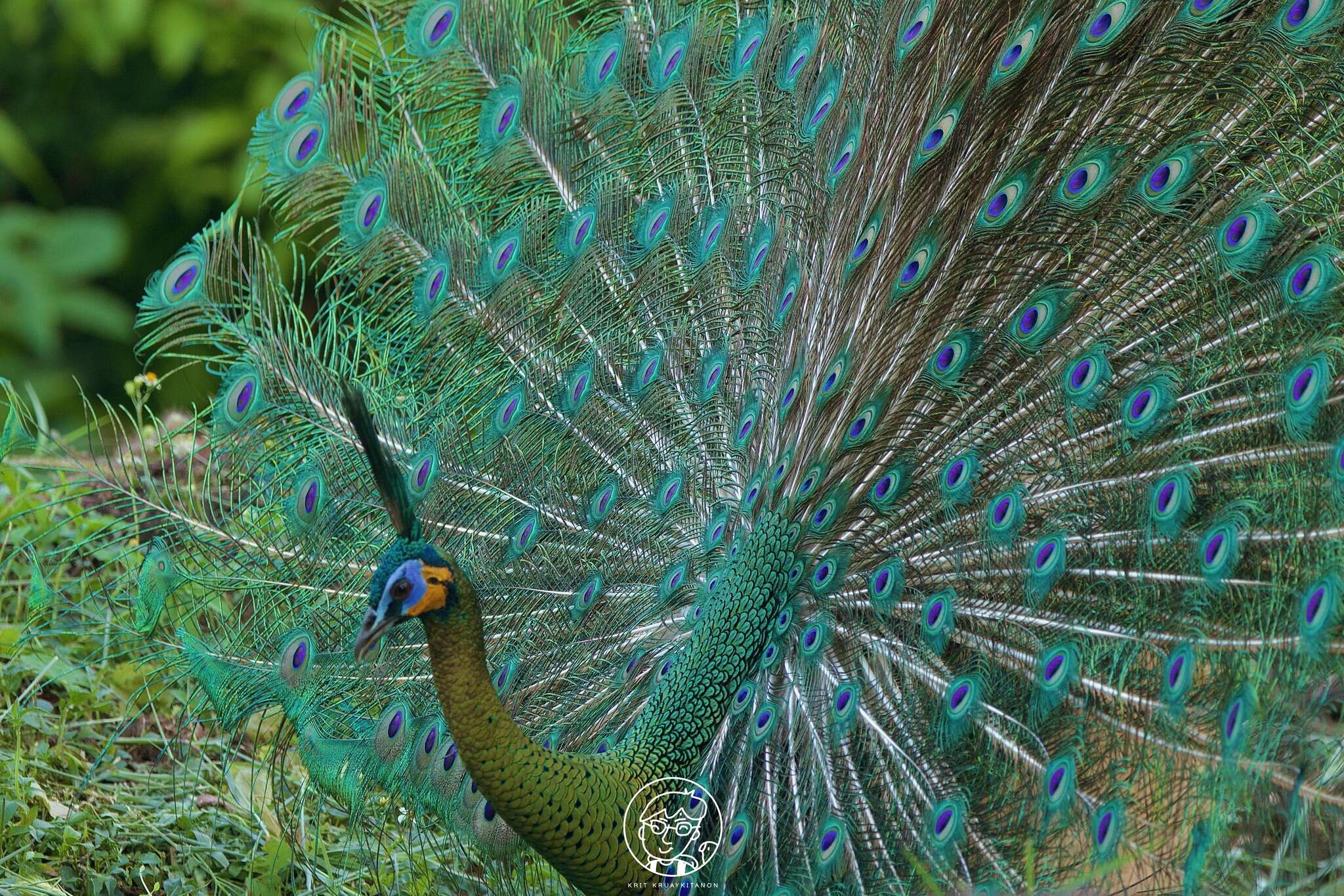 Image of Green Peafowl