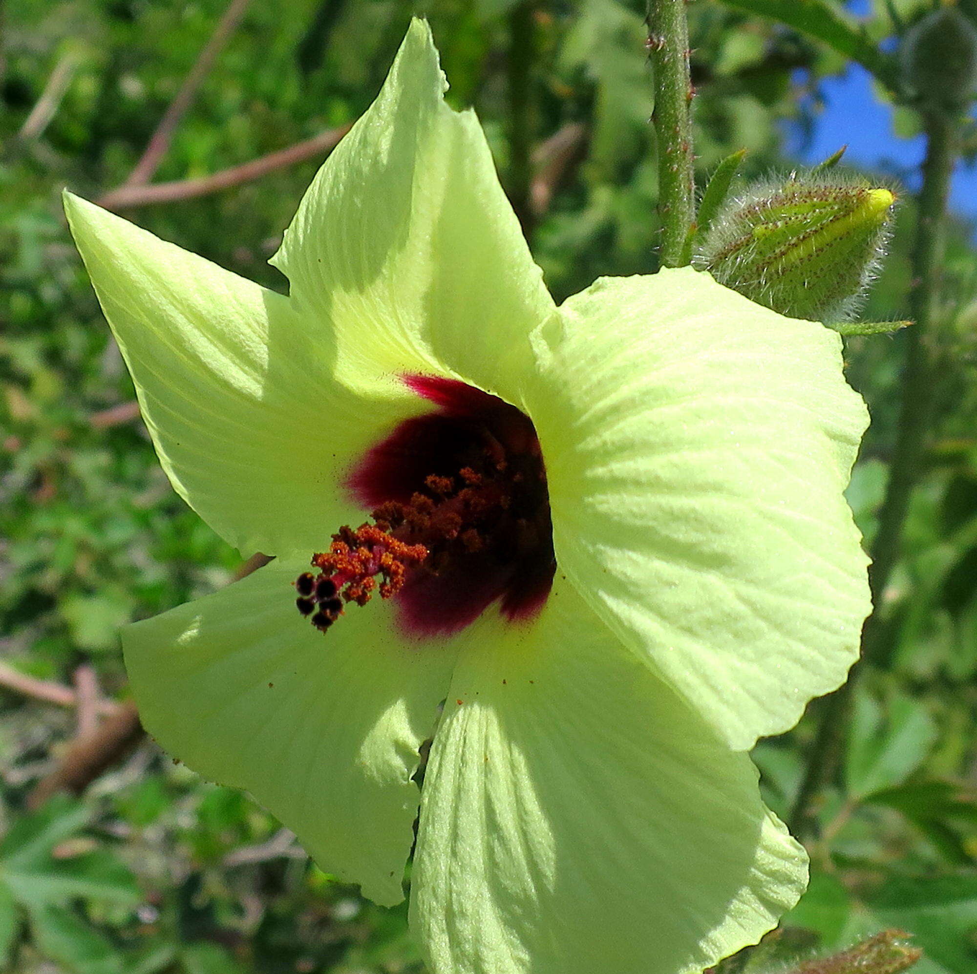 Imagem de Hibiscus diversifolius subsp. diversifolius