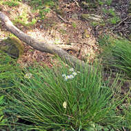 Imagem de Aster ovatus var. microcephalus (Miq.) Mot. Ito & A. Soejima