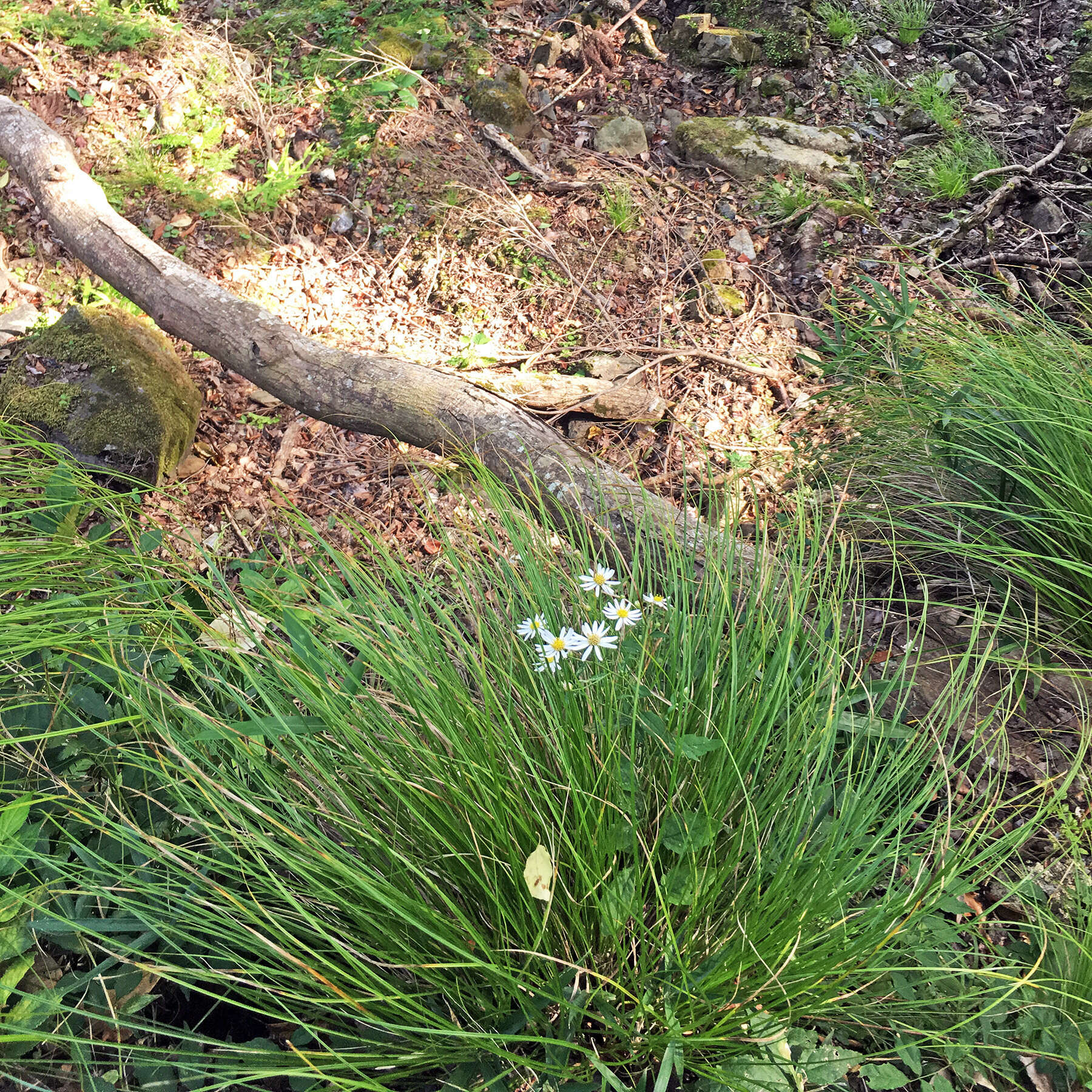 Image of Aster ovatus var. microcephalus (Miq.) Mot. Ito & A. Soejima