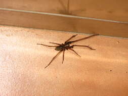 Image of Giant House Spider