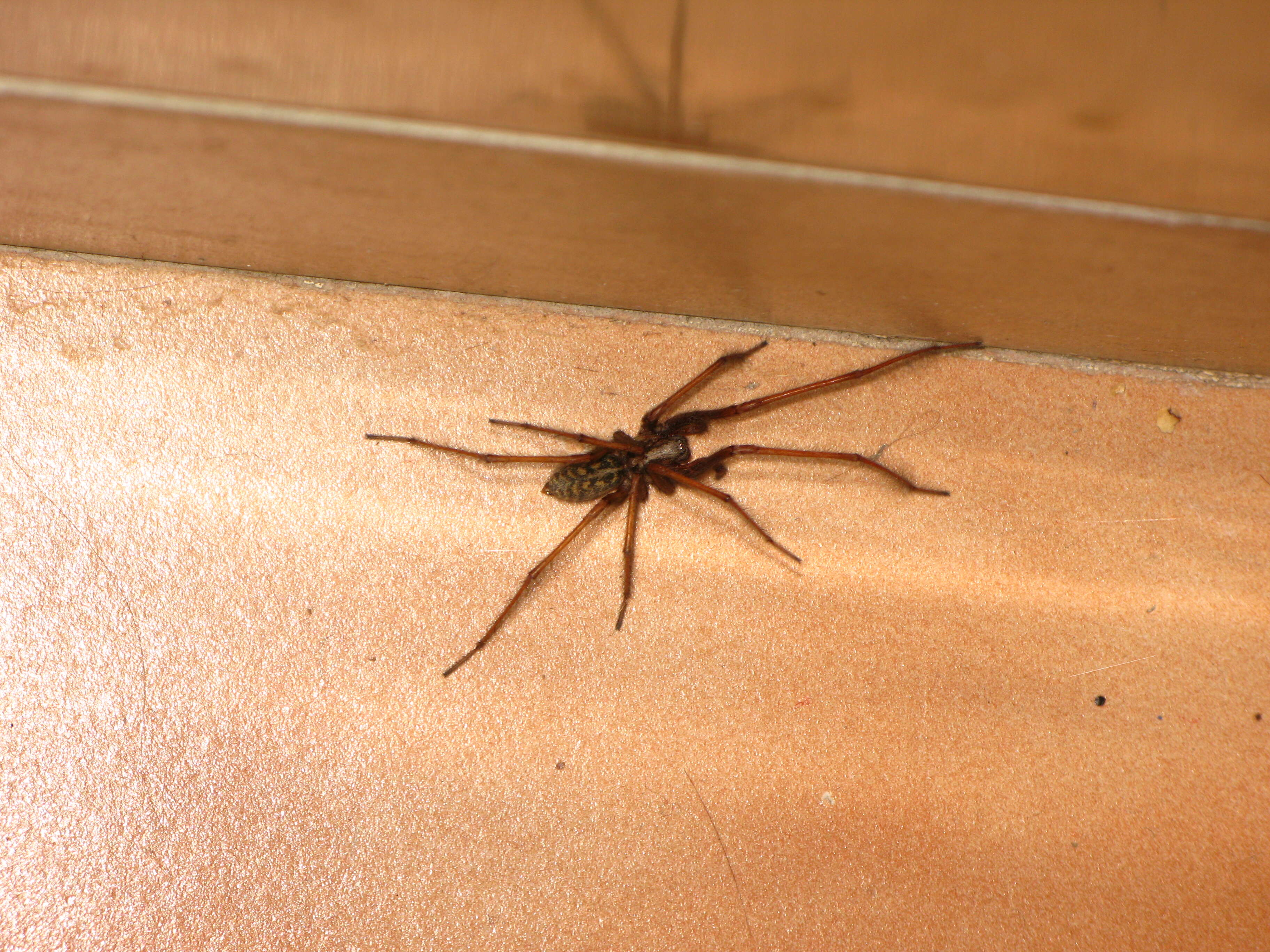 Image of Giant House Spider