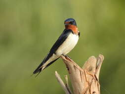 Hirundo lucida Hartlaub 1858 resmi