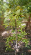 Sivun Diospyros aculeata H. Perrier kuva