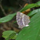 Image de Arhopala ijauensis (Bethune-Baker 1897)