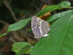 Image of Arhopala ijauensis (Bethune-Baker 1897)