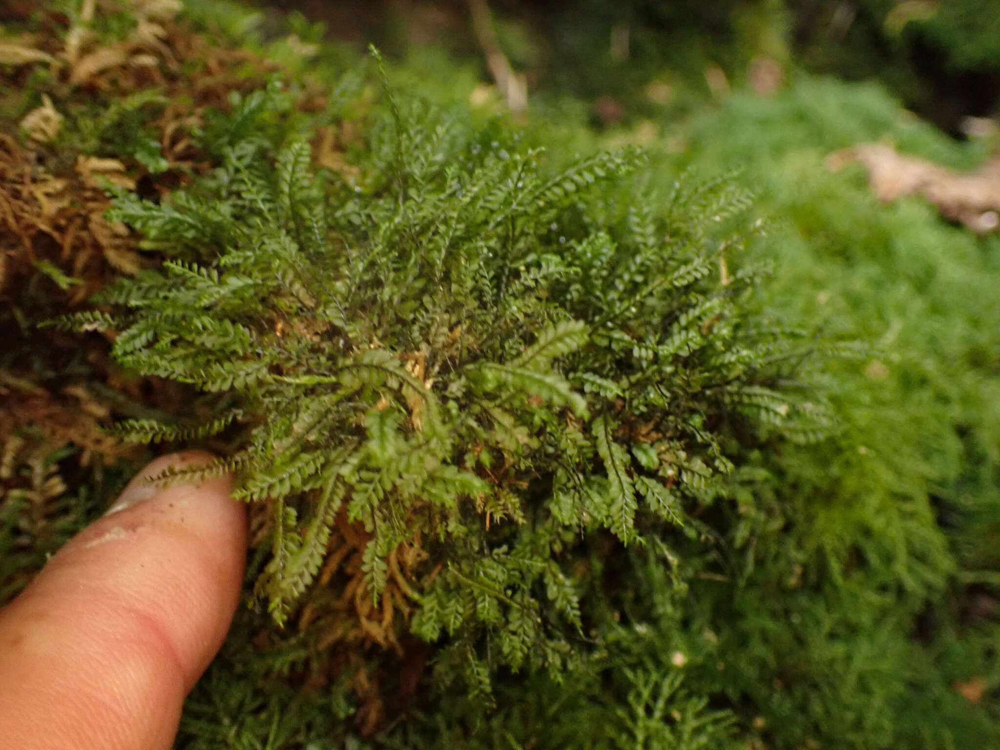 Image of Plagiochila gracilis Lindenb. & Gottsche