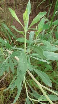 Image of Tessaria absinthioides (Hook. & Arn.) DC.