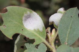 Image of Exobasidium arctostaphyli Harkn. 1884