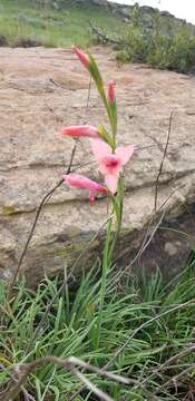 Gladiolus oppositiflorus Herb. resmi