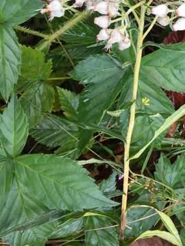 صورة Rubus setosus Bigelow