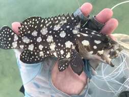 Image of Edgeblack Grouper