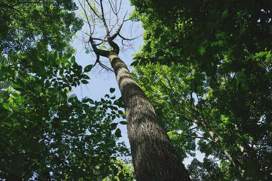 Image of Emerald ash borer