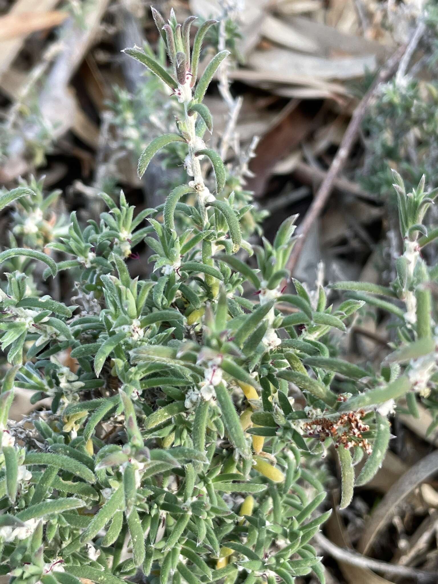 Image of Malacocera tricornis (Benth.) R. Anderson