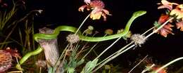 Image of Nepal pitviper