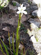 Orthrosanthus occissapungus (Ruiz ex Klatt) Diels的图像