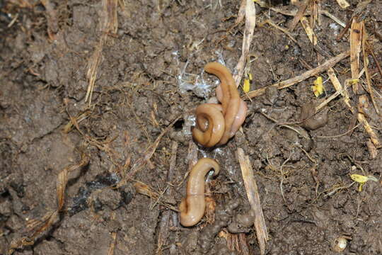 Image of Land planarian