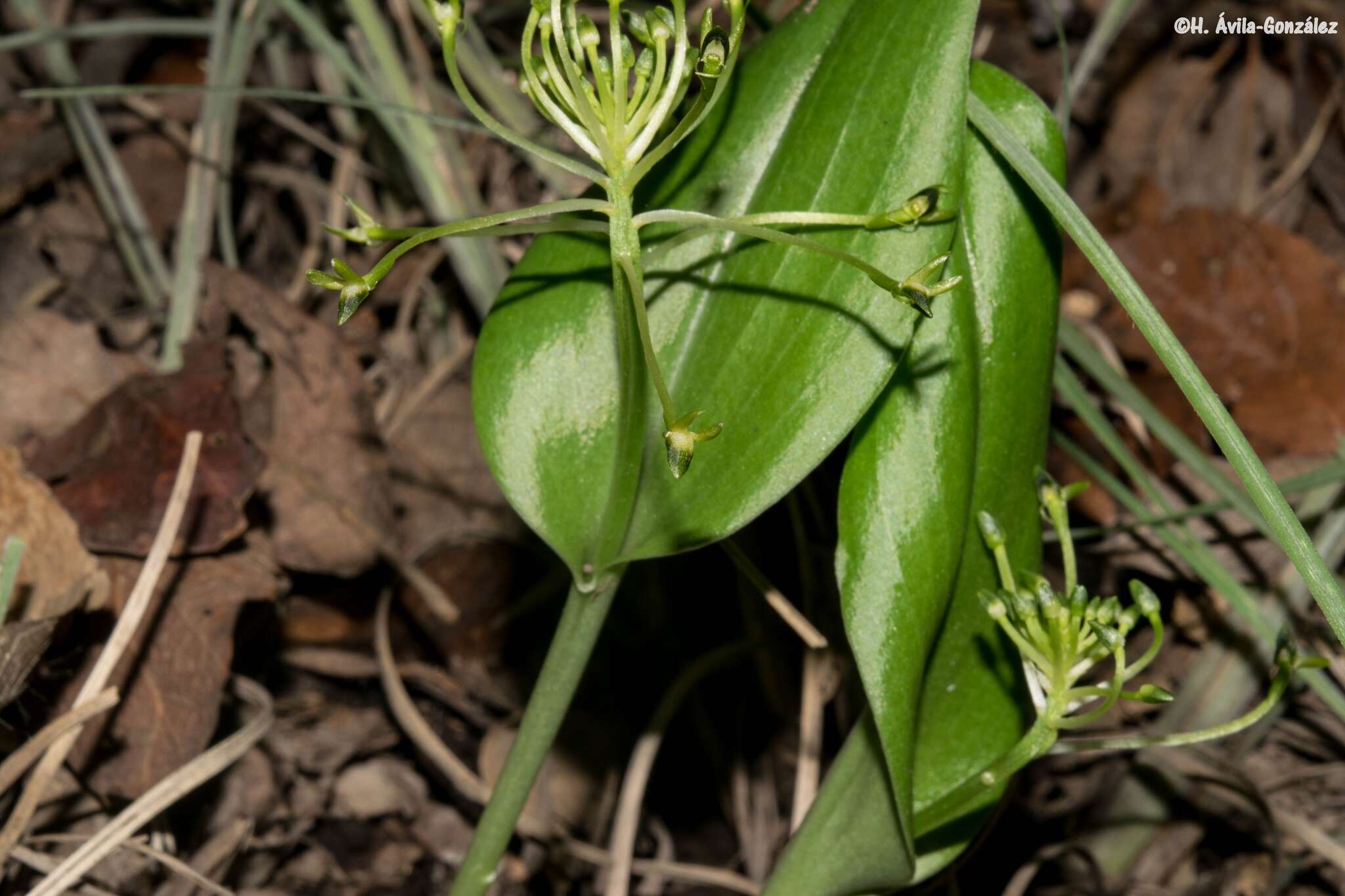 Image of Malaxis novogaliciana R. González ex McVaugh