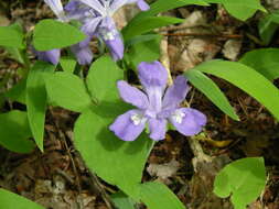 Image of crested iris