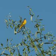 Image of Motacilla flava feldegg Michahelles 1830