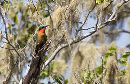 Image of Red-throated Bee-eater