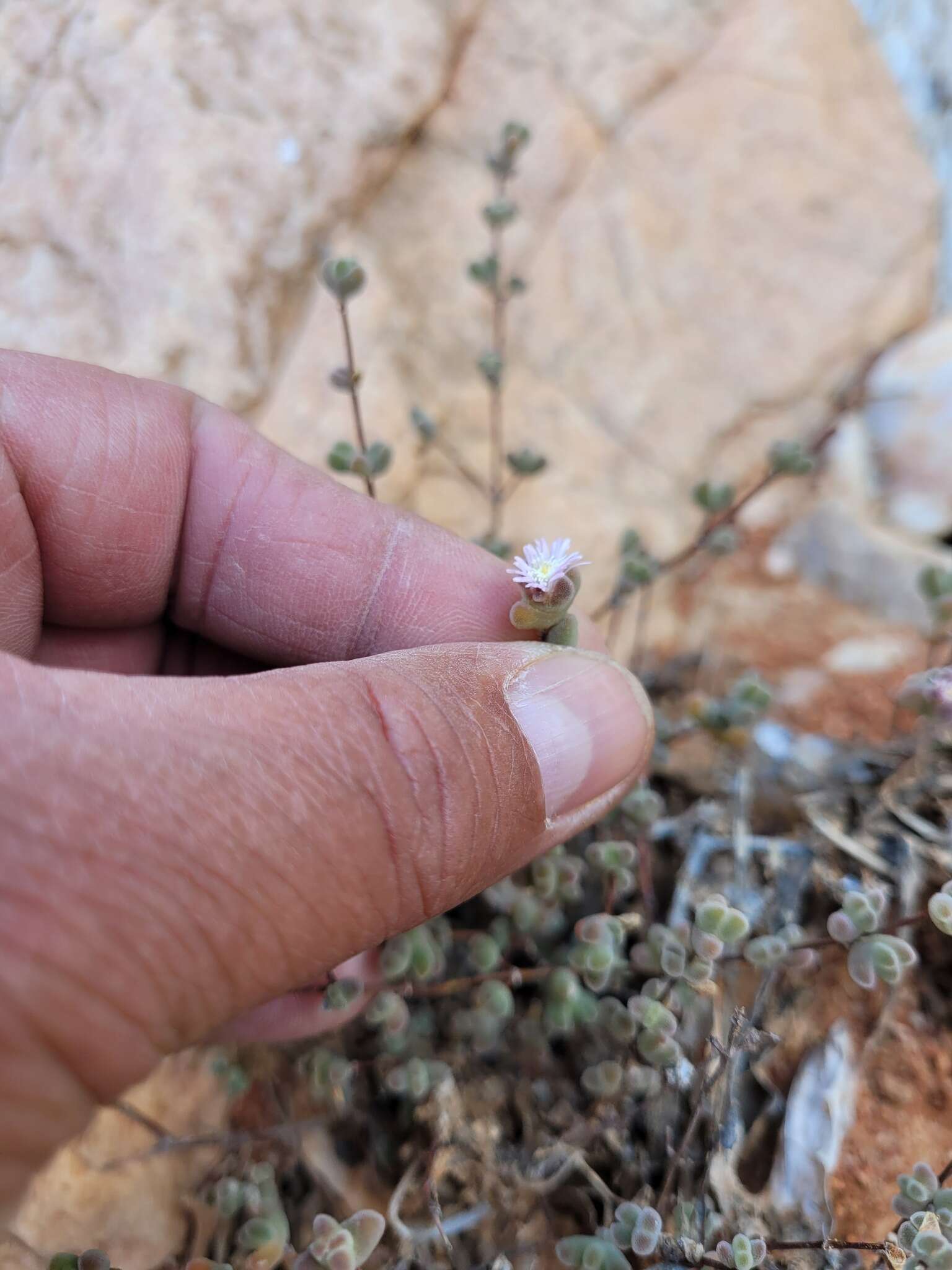 Imagem de Drosanthemum curtophyllum L. Bol.