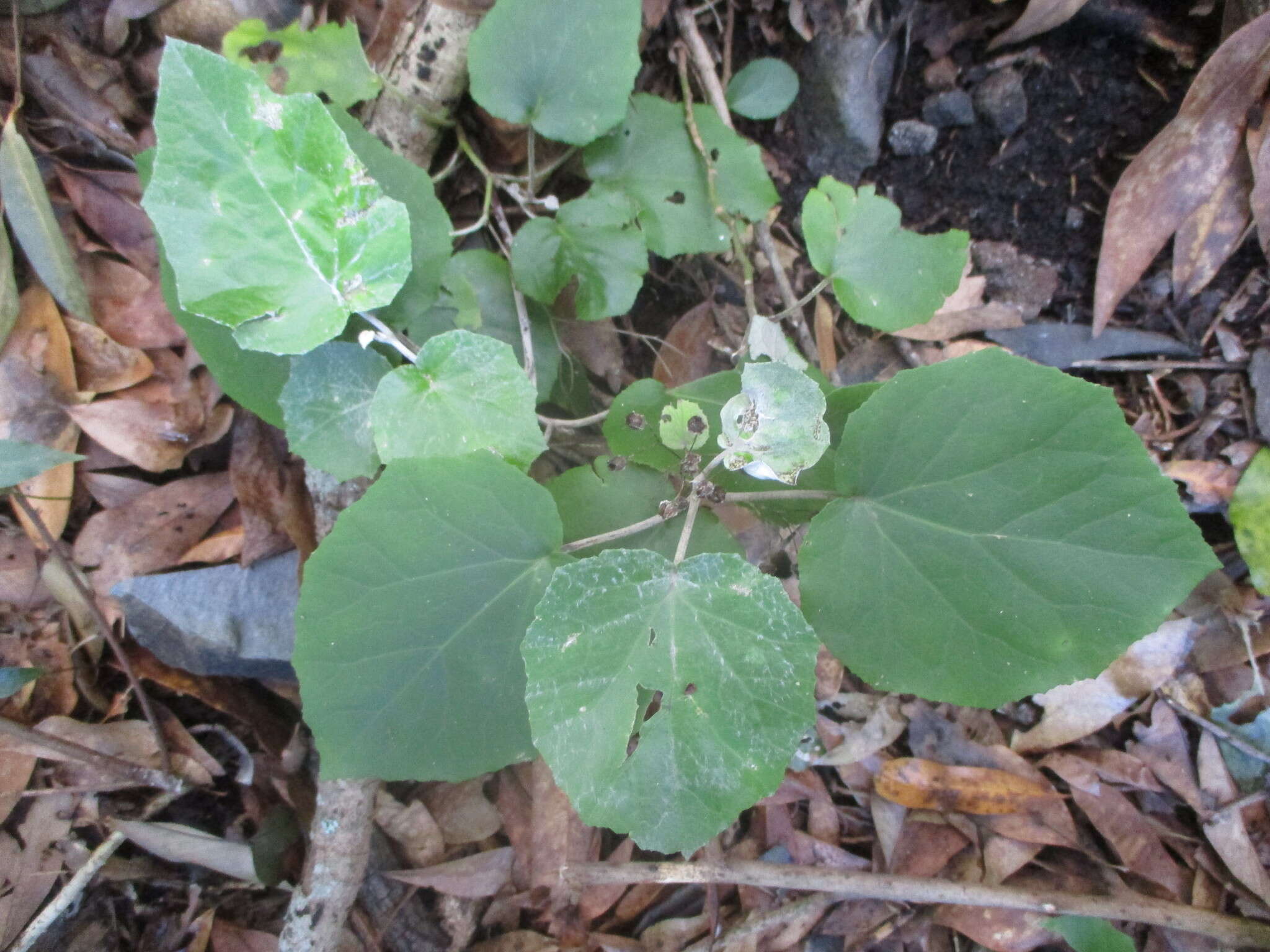 Image de Pericallis appendiculata (L. fil.) B. Nord.