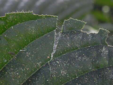 Image of Malanea erecta Seem.