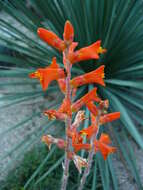 Image of Dyckia remotiflora A. Dietr.