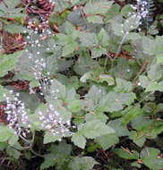 Imagem de Tiarella trifoliata L.