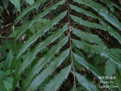 Image of Plenasium banksiifolium (C. Presl) C. Presl