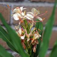 Imagem de Hedychium coronarium J. Koenig