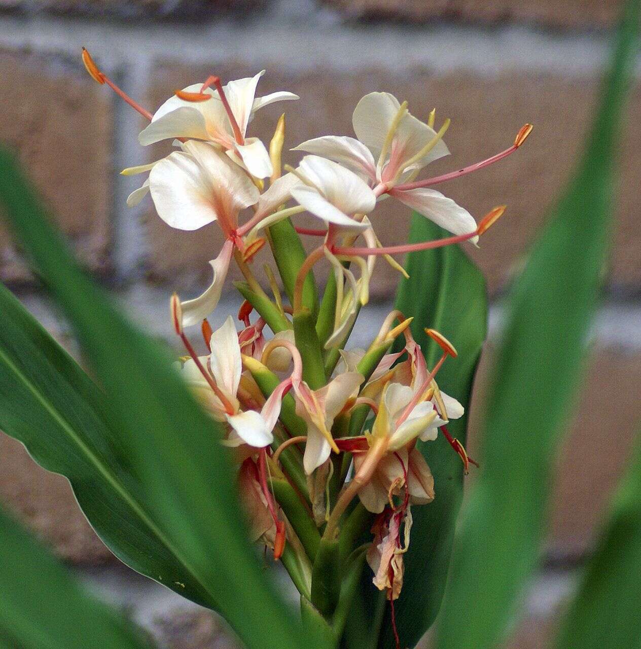 Imagem de Hedychium coronarium J. Koenig