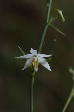 Image of Chlorophytum nepalense (Lindl.) Baker