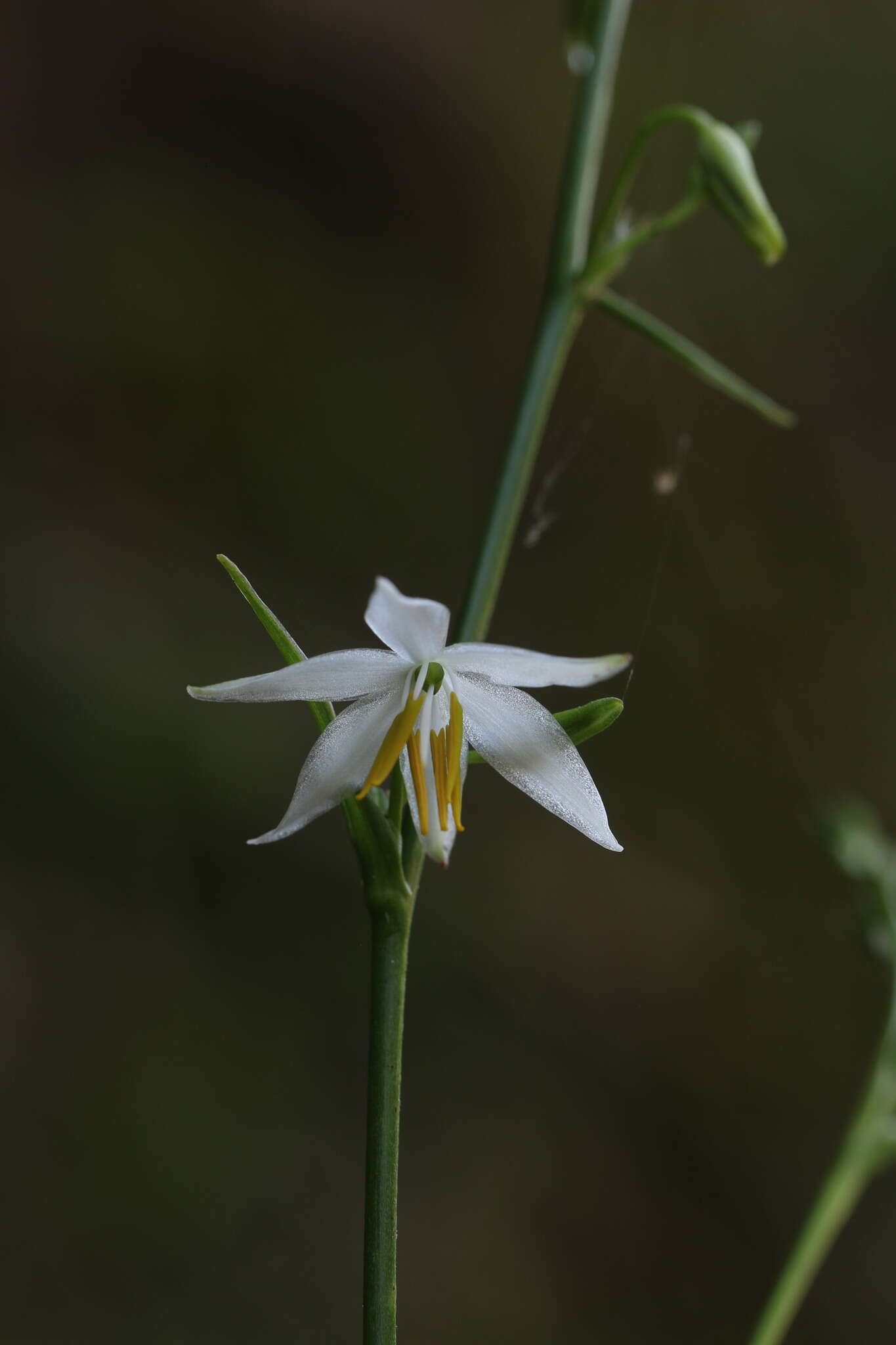 Image of Chlorophytum nepalense (Lindl.) Baker