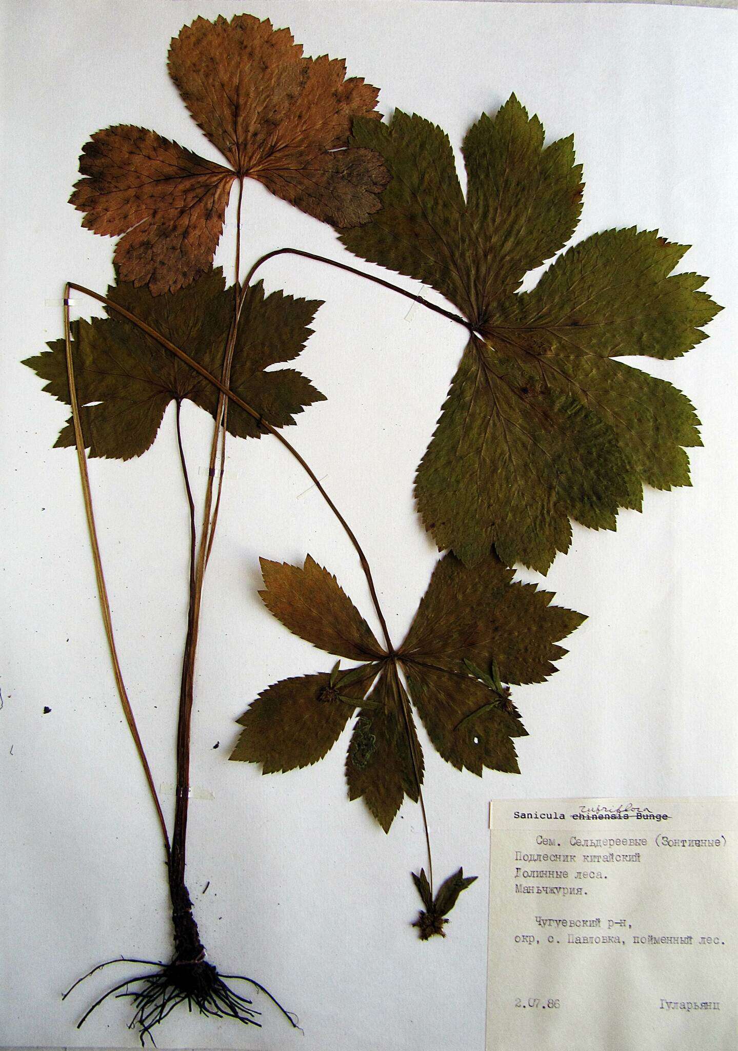 Image of Sanicula rubriflora F. Schmidt