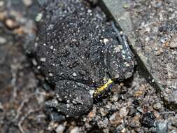 Image of Dendy’s Toadlet