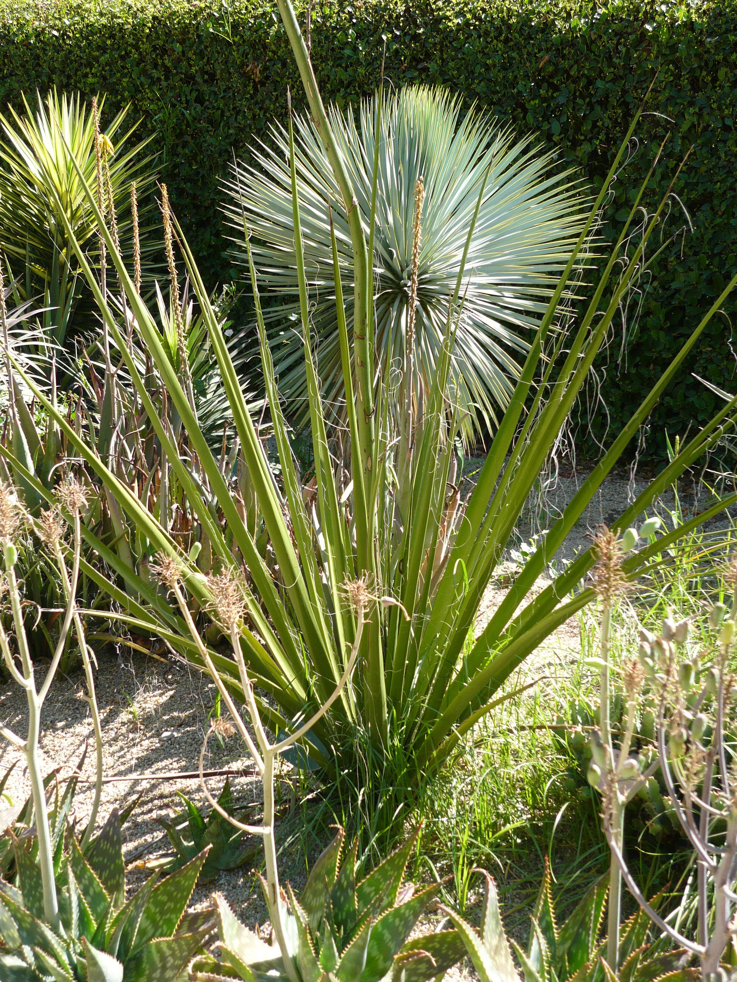 Image de Hesperaloe funifera (K. Koch) Trel.