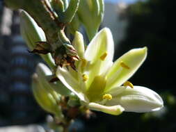 Image de Hesperaloe funifera (K. Koch) Trel.