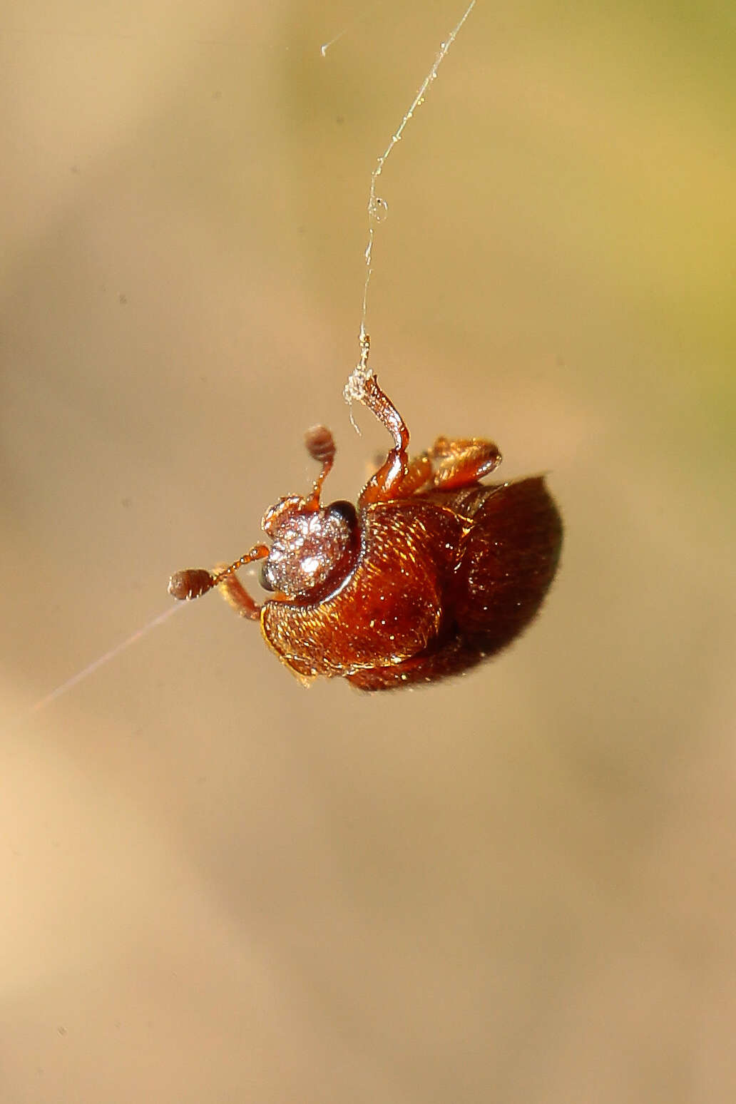 Image of Epuraea aestiva (Linnaeus 1758)