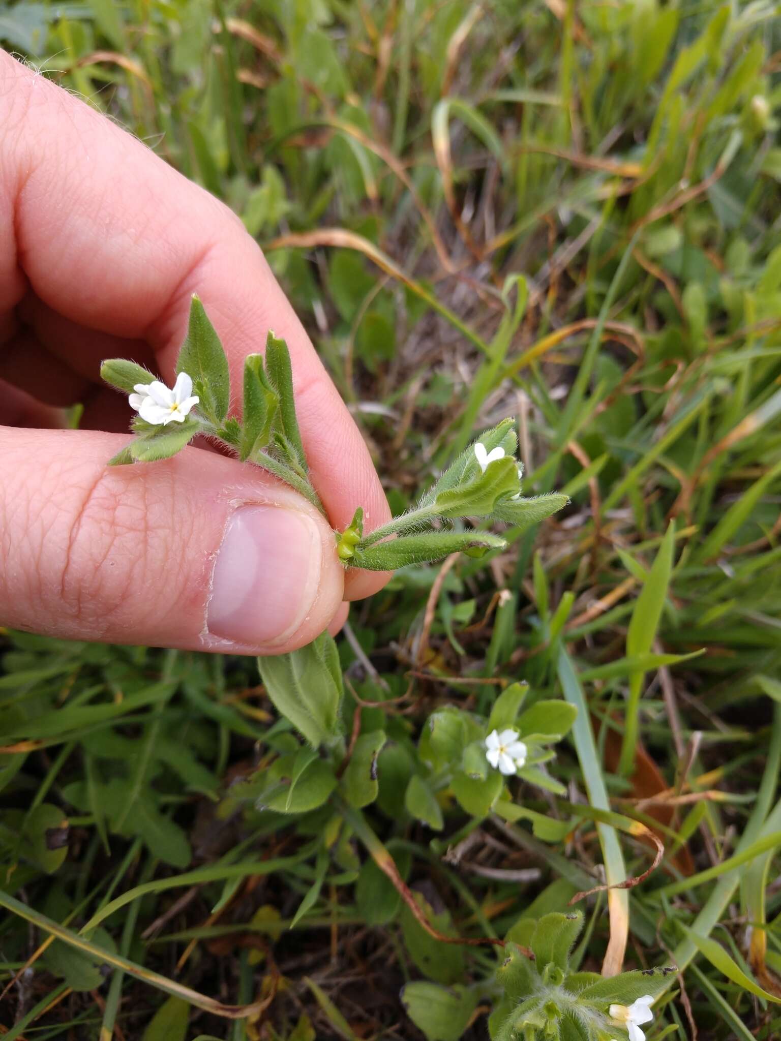 Image of rough stoneseed