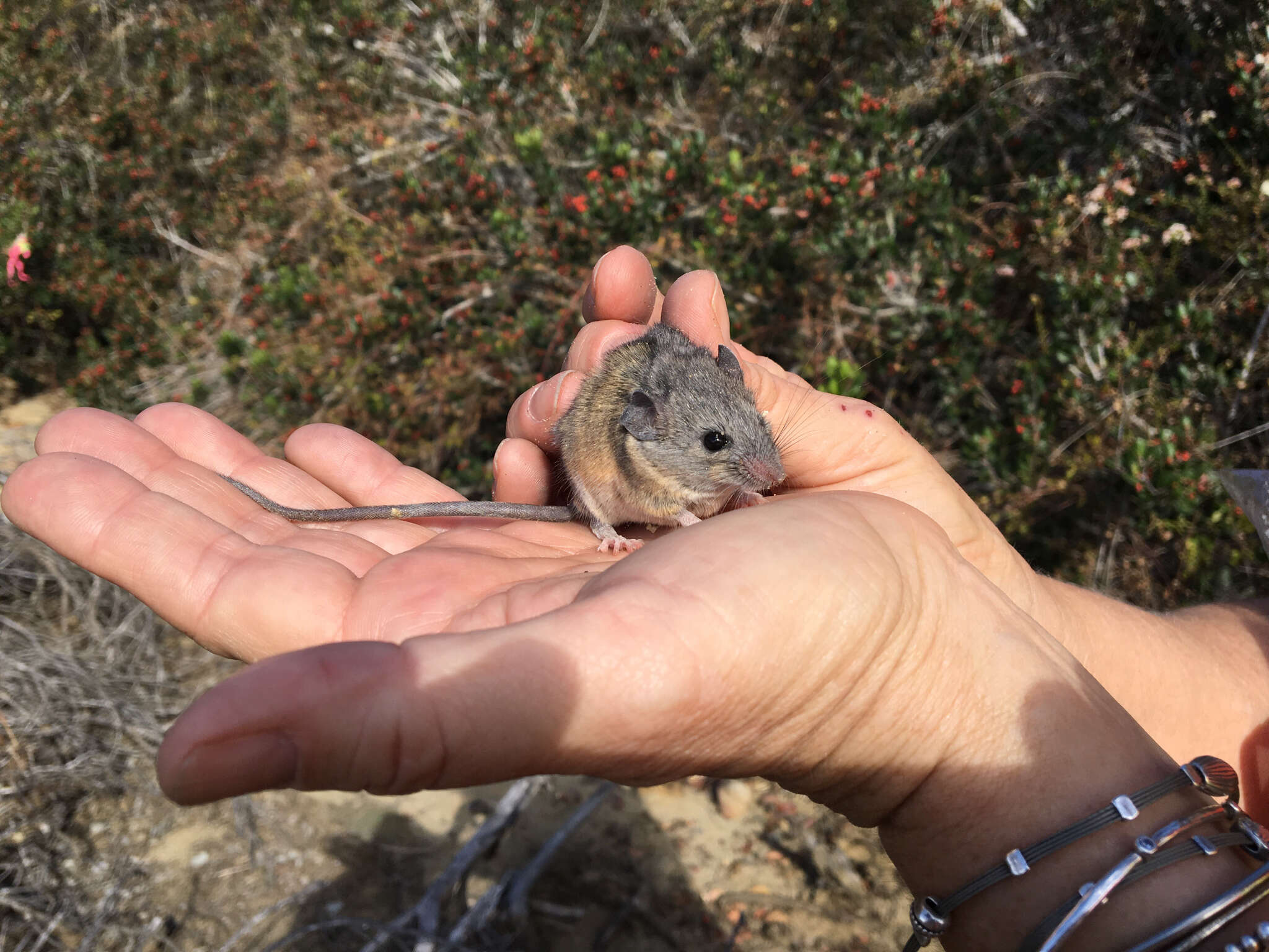 Image of Peromyscus fraterculus (Miller 1892)