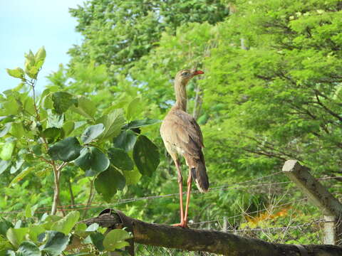 Image of Cariama Brisson 1760