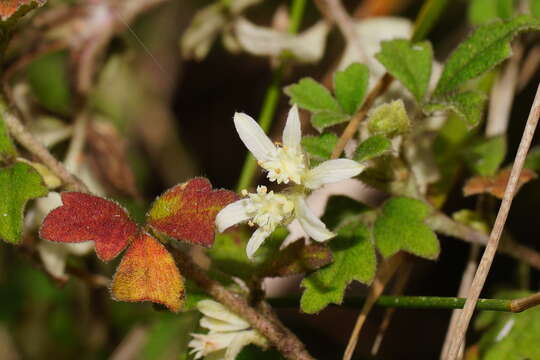 Image of Xanthosia pilosa Rudge