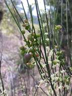 Image de Leptomeria drupacea (Labill.) Druce