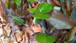 Image of Commiphora orbicularis Engl.