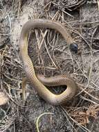 Image of Little Whip Snake