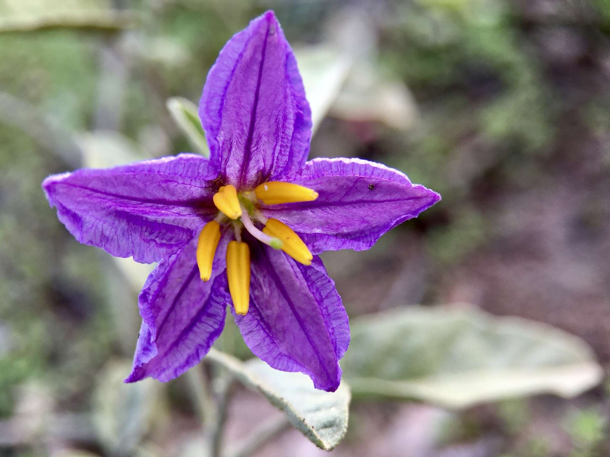 Image of Solanum esuriale Lindl.